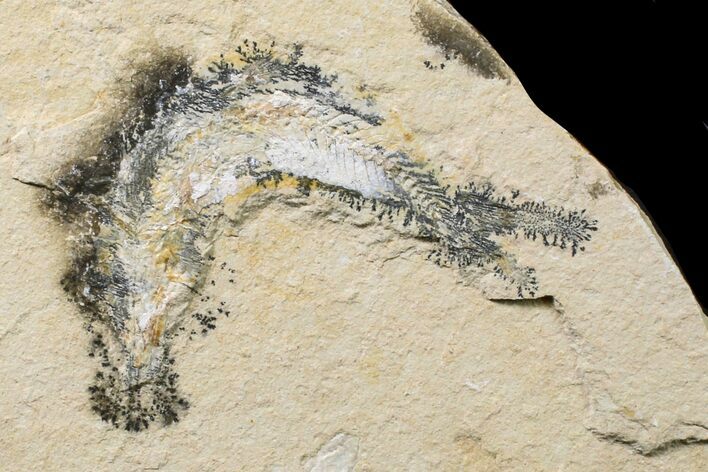 Cretaceous Fossil Fish (Gaudryella) - Lebanon #162827